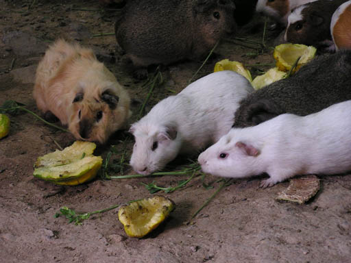 Urubamba_Tal_P1010606