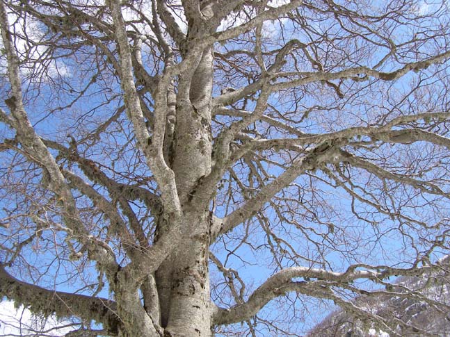 P4100740_Valle_di_Rose_Valle_di_Iannanghera_016