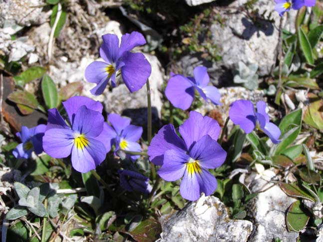 P4120874_Pescasseroli_Rocca_Gipfel_002