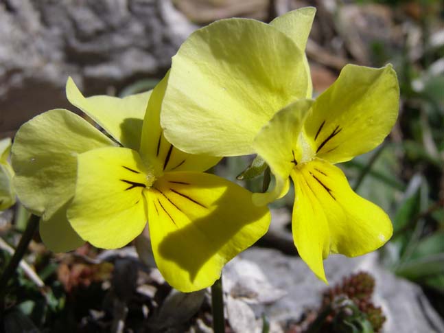 P4120875_Pescasseroli_Rocca_Gipfel_003