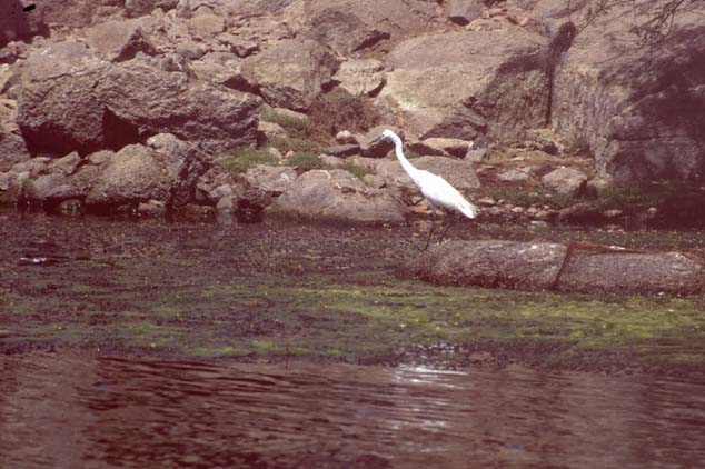 Aegypten-92-045-Assuan