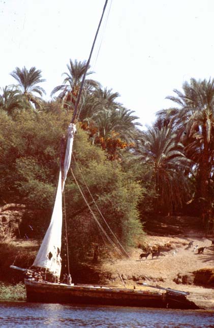 Aegypten-92-066-Assuan