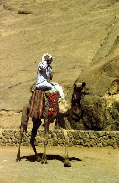 Beduine auf Kamel