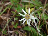 Edelweiss-4-Koenigssee