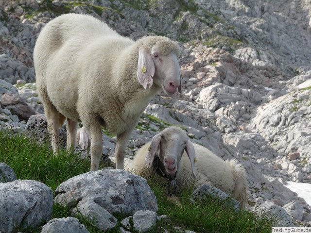 Schafe Alpen