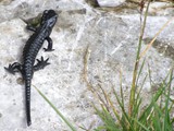 Alpensalamander-1