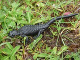 Alpensalamander-2