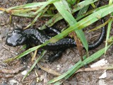 Alpensalamander-3