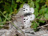 Schmetterling-3-Apollofalter