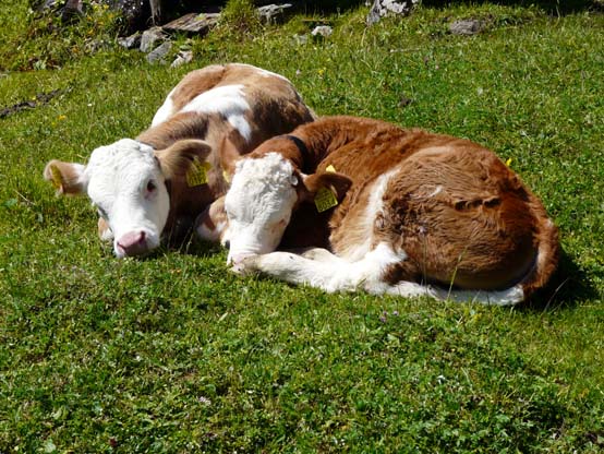 Baerentrek-022-Kaltenbrunnen-Grindelwald