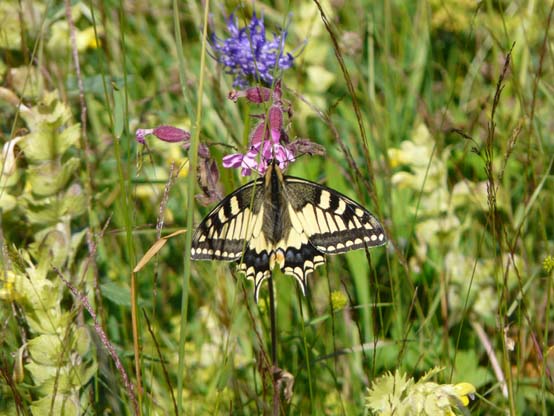 Baerentrek-098-Grindelwald-Stechelberg