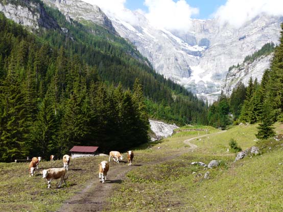 Baerentrek-186-Stechelberg-Gspaltenhornhuette
