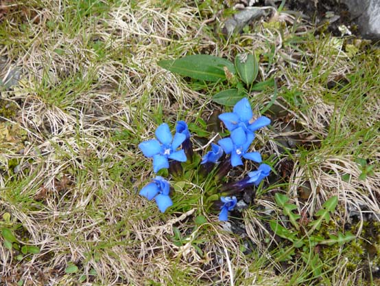 Baerentrek-257-Stechelberg-Gspaltenhornhuette
