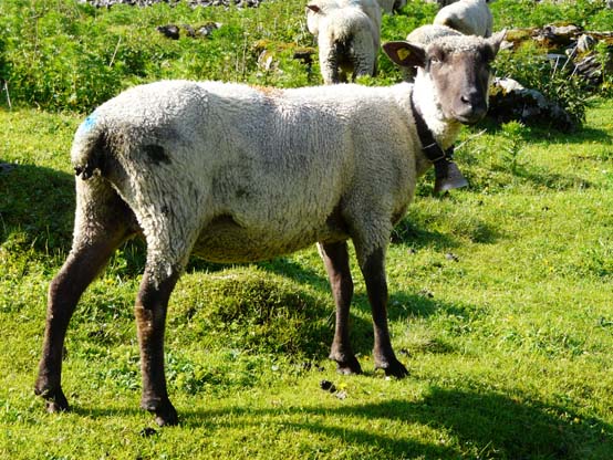 Baerentrek-303-Gspaltenhornhuette-Oeschinensee