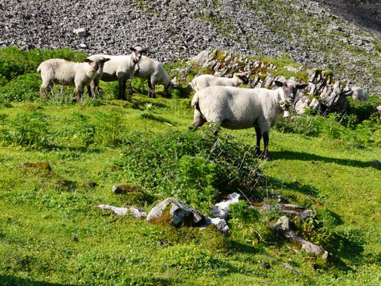 Baerentrek-304-Gspaltenhornhuette-Oeschinensee