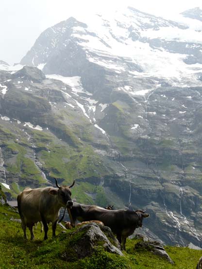 Baerentrek-368-Gspaltenhornhuette-Oeschinensee