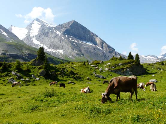 Baerentrek-403-Oeschinensee-Engstligenalp