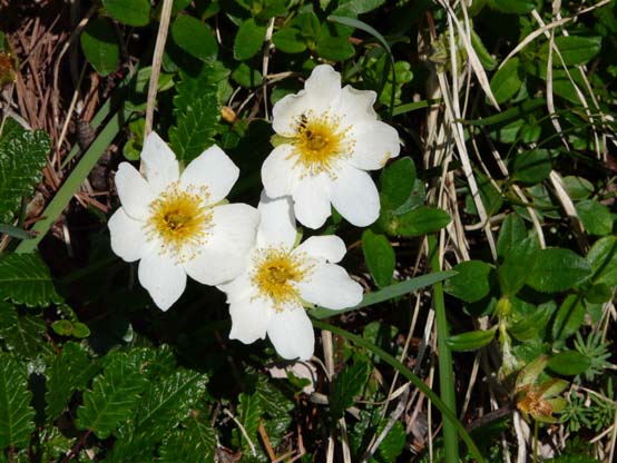 Baerentrek-407-Oeschinensee-Engstligenalp