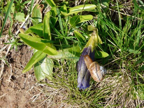 Baerentrek-506-Engstligenalp-Simmenfaelle