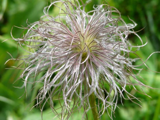 Baerentrek-513-Engstligenalp-Simmenfaelle