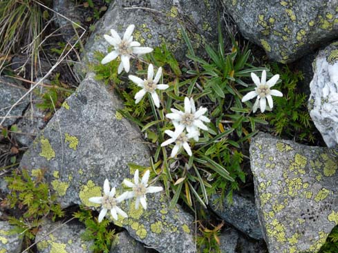 Grossvenediger_080831_154