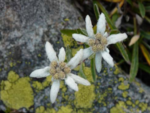 Grossvenediger_080831_155