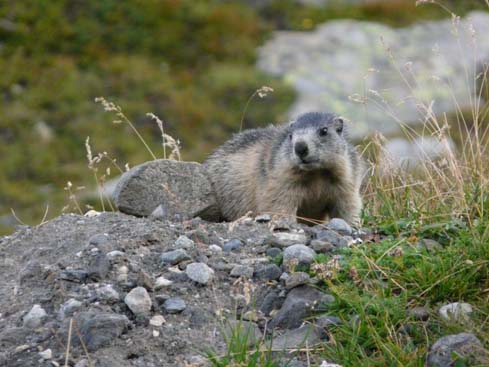 Grossvenediger_080831_172