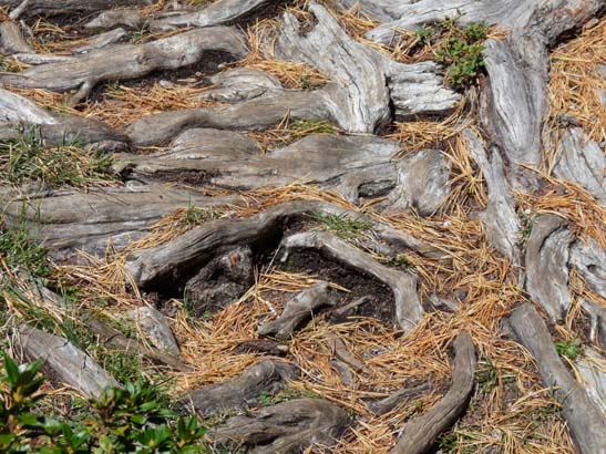 475-Plaetzwiese-Wildsee