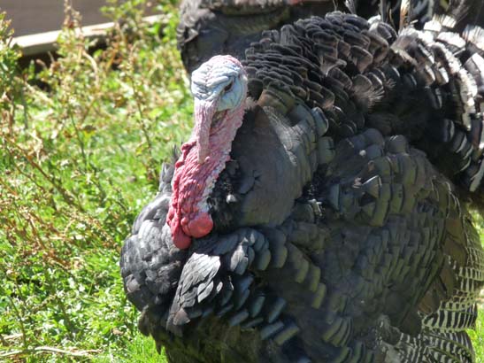 482-Plaetzwiese-Wildsee