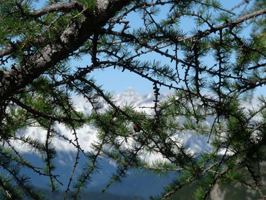 526-Plaetzwiese-Wildsee