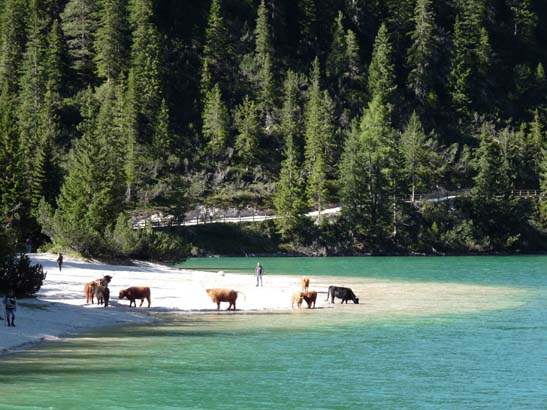 541-Plaetzwiese-Wildsee