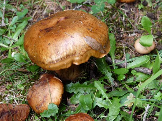 702-Weisslahnscharte