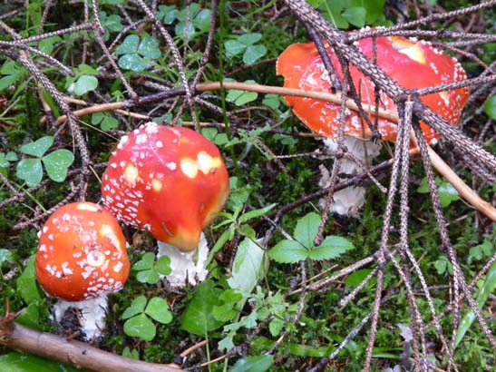 262-Wildsee-Schmieden