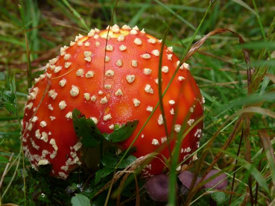 264-Wildsee-Schmieden