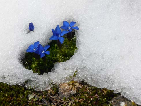 Zillertaler_Alpen_080817_103
