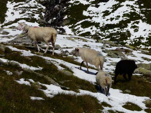 Zillertaler_Alpen_080817_120