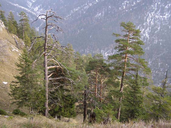 071028 Lausberg Signalkopf PA285049