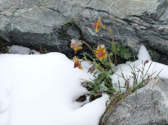 100723-Silvretta-439