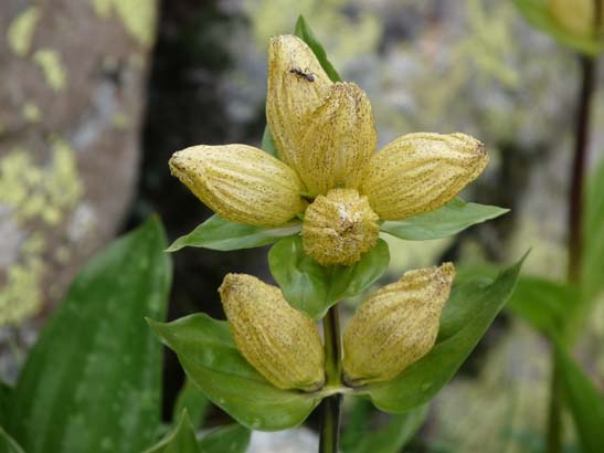 100723-Silvretta-486