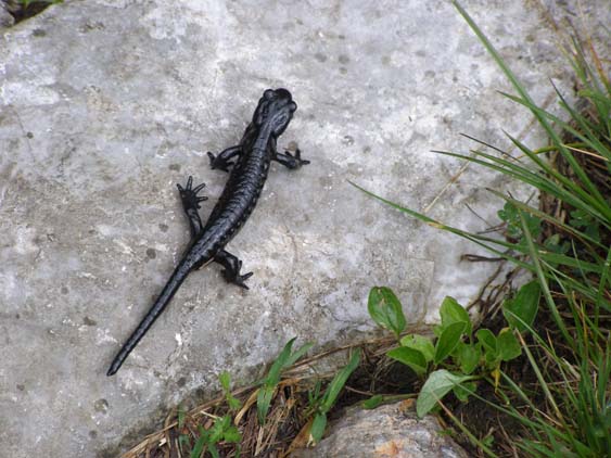 Alpensalamander
