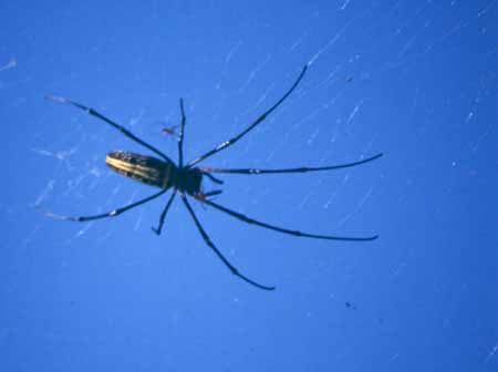 01 Spinne