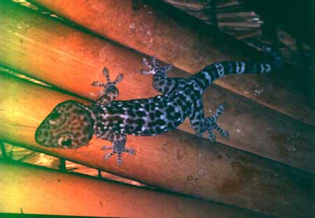 Gecko, Bali