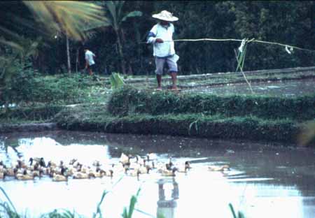 72 Bauer mit Enten