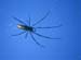 01 Spinne
