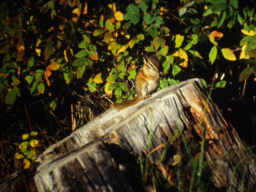 Streifenhoernchen auf Baumstamm