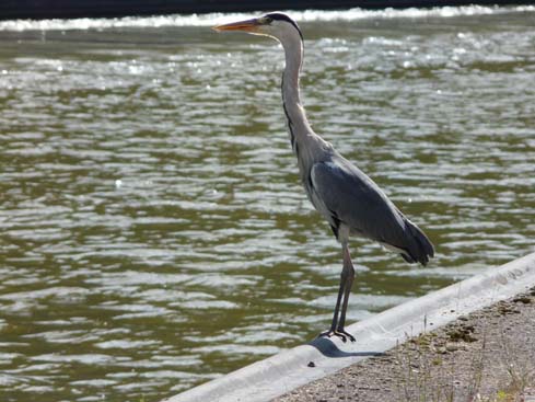 090531_Saarschleife_256