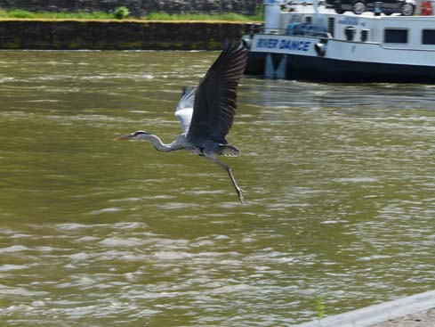 090531_Saarschleife_258