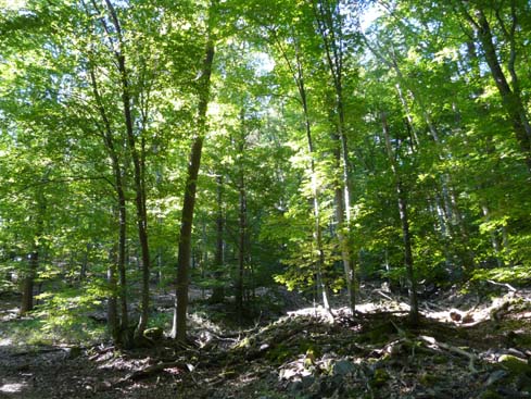 090531_Saarschleife_278