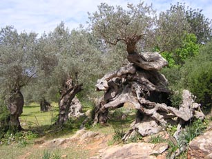 Ölbaum, Olivenbaum