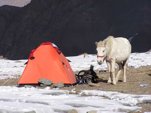 Pferd und Zelt, Ladakh